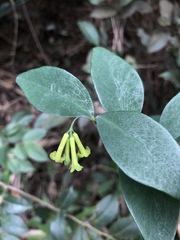 Wikstroemia nutans