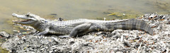 Caiman crocodilus crocodilus