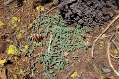 Phacelia hydrophylloides