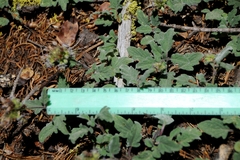 Phacelia hydrophylloides