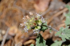 Phacelia hydrophylloides