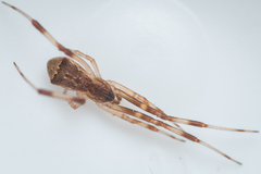 Episinus angulatus