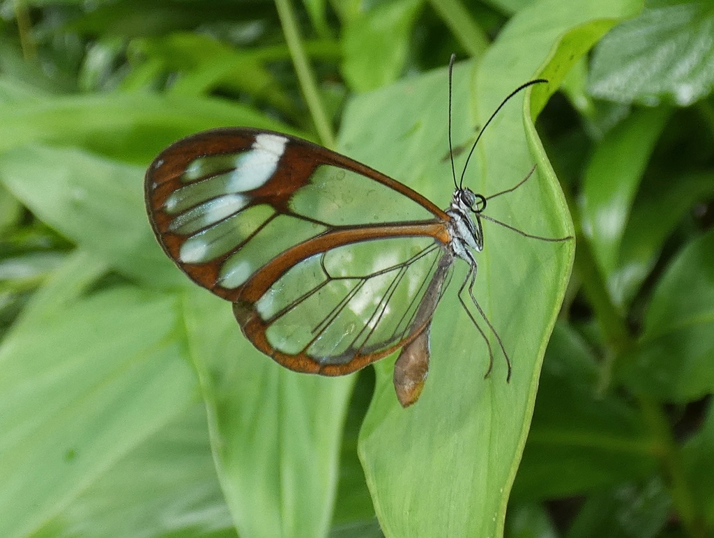 Andromica clearwing