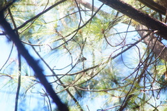 Peucedramus taeniatus