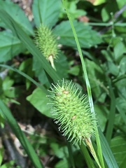 Carex typhina