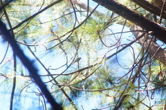 Peucedramus taeniatus