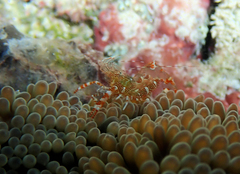 Periclimenes rathbunae