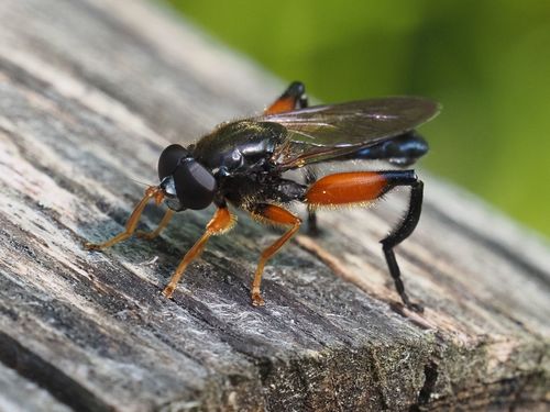 Chalcosyrphus femoratus