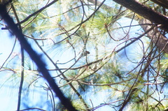 Peucedramus taeniatus