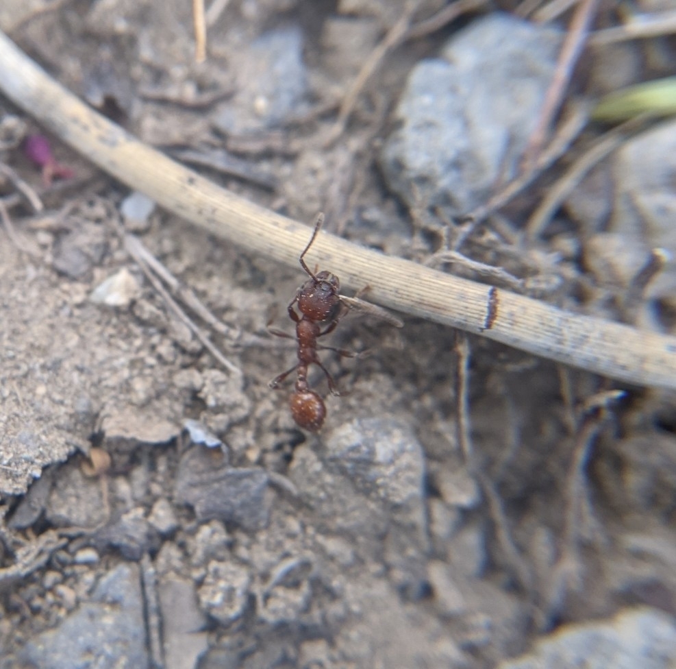 Manica invidia