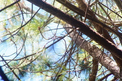 Peucedramus taeniatus