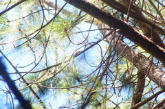 Peucedramus taeniatus