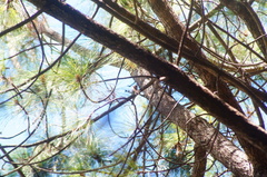 Peucedramus taeniatus