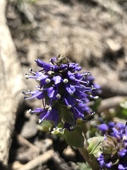 Veronica utahensis