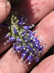 Veronica utahensis