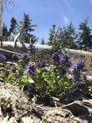 Veronica utahensis