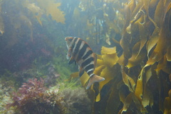 Chirodactylus spectabilis