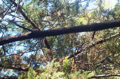 Peucedramus taeniatus