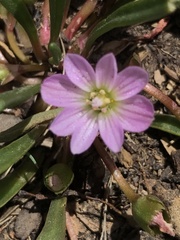Lewisia pygmaea