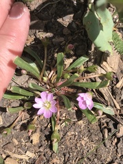 Lewisia pygmaea