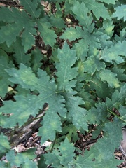 Stylophorum diphyllum