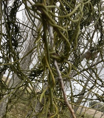 Struthanthus uraguensis