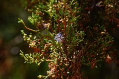 Cupressus lusitanica