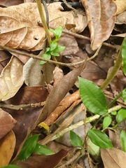 Osteopilus dominicensis