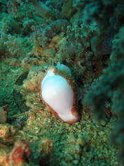 Ovula costellata