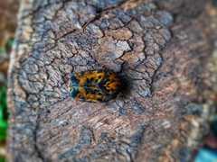 Gymnetis sallei