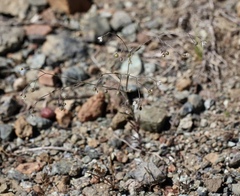 Hesperolinon micranthum