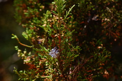 Cupressus lusitanica