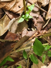 Osteopilus dominicensis