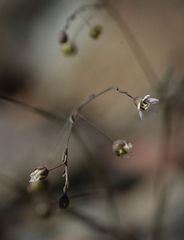 Hesperolinon micranthum