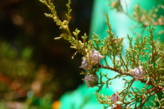 Cupressus lusitanica