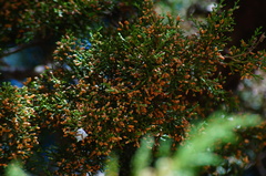 Cupressus lusitanica