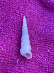 Turritella