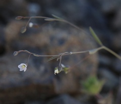 Hesperolinon micranthum