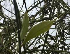 Struthanthus uraguensis