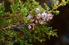 Cupressus lusitanica