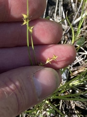 Stellulatae