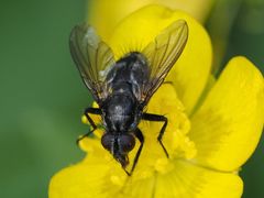 Rhinomorinia sarcophagina