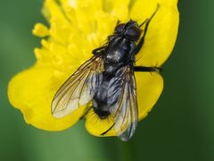 Rhinomorinia sarcophagina