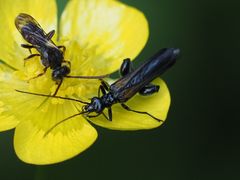 Oedemera pthysica