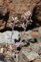 Streptanthus batrachopus