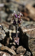 Streptanthus batrachopus