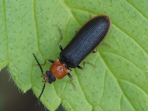bordered click beetle, photo 3 of 10