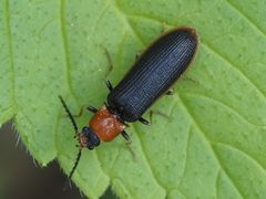 Bordered click beetle