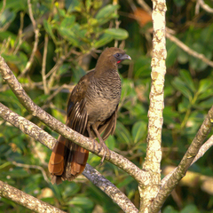 Ortalis squamata