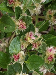 Alternanthera nana